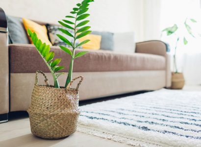 How To Spring Clean Your Houseplants