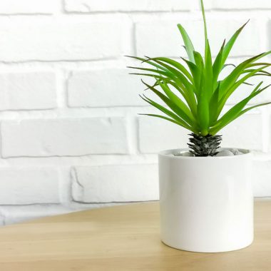 How To Repot Your Houseplant